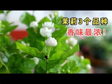 陽台種茉莉花風水|陽台植物風水指南：打造美觀旺運的陽台 